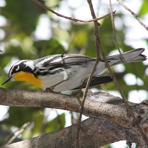 Yellow-throated warbler