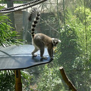 Ring tailed Lemur