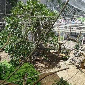 The new enlarged and re furbished gibbon enclosure