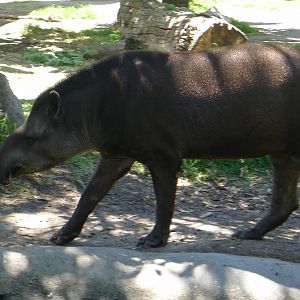 Tapir