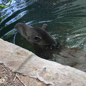 Swimming in the moat