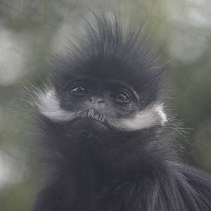Francois Langur