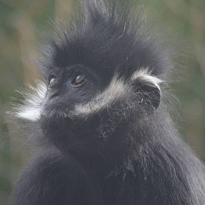 Francois Langur
