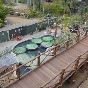 Rainforest of the Americas January 12, 2014