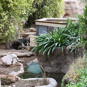 anteater exhibit