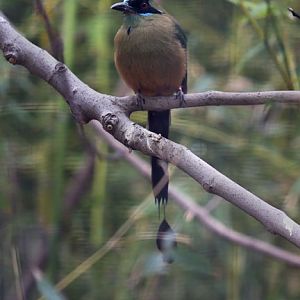 blue crowned motmot
