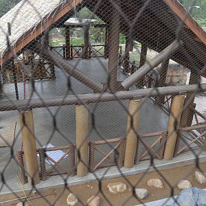 Rainforest of the Americas