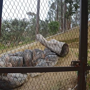 Rainforest of the Americas January 12, 2014