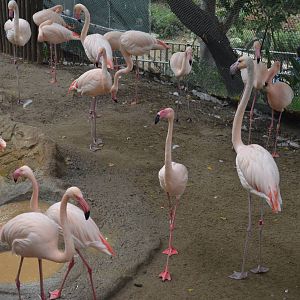 Greater Flamingos