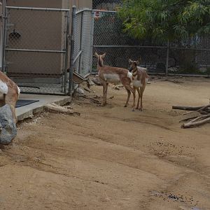 Peninsular Pronghorns