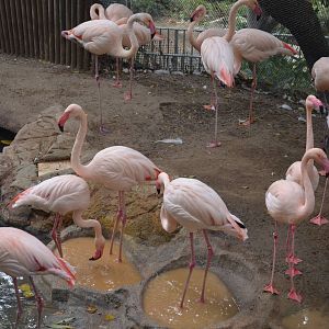 Greater Flamingos