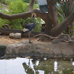 West African Crowned Crane