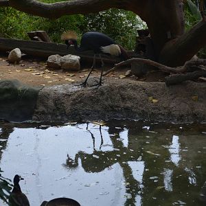 West African Crowned Crane