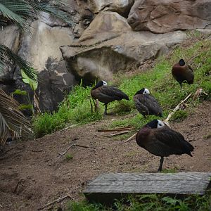 White-faced Whistling Ducks