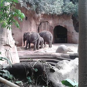 Elephants indoors