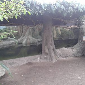 Snake and turtle enclosures in Amazonica