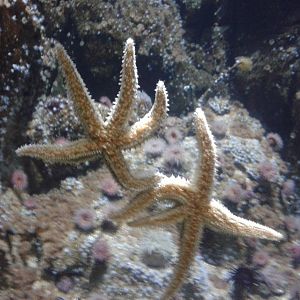 Sea stars species