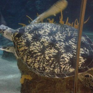 Sea turtle species