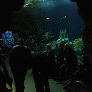 Coral reef tunnel