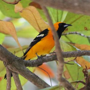 Hooded oriole