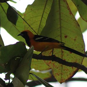 Hooded oriole