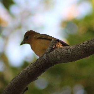 Female tanager - species ?