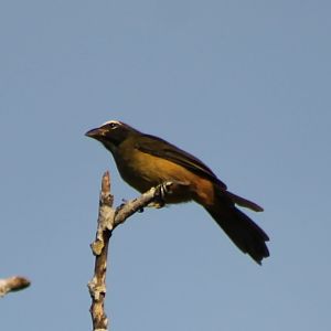 Saltator species ID