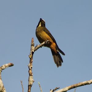 Saltator species ID