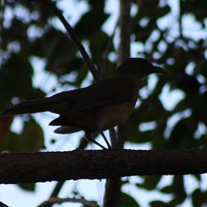 Thrush species ID