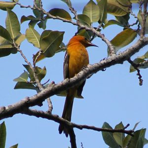 Oriole species ID
