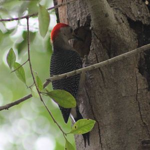 Yucatan woodpecker