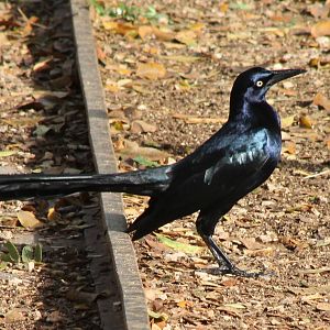 Great-tailed grackle