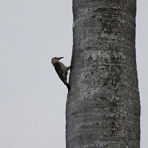 Velasquez's woodpecker