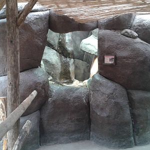 Enclosure Colorado toad