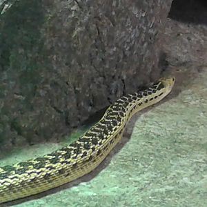 North american colobrid species ID