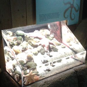 Sea star enclosure