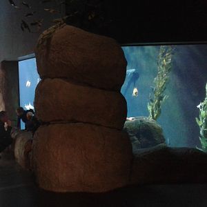 Aquarium in the Ocean
