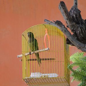 Olive-throated parakeet