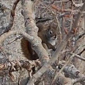 American Red Squirrel