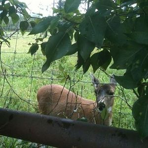 Sitka Black-tailed Deer (Mule Deer)