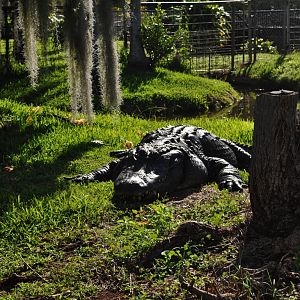American Alligator