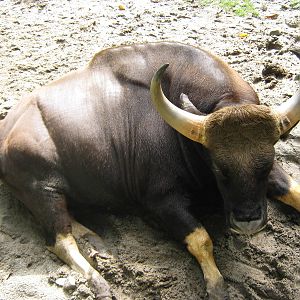 sleepy Malayan gaur