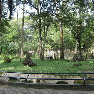 mixed Malayan tapir and common muntjac exhibit