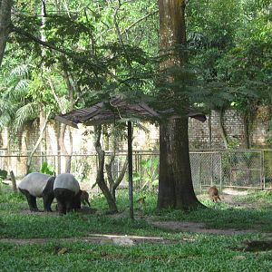 mixed Malayan tapir and common muntjac exhibit