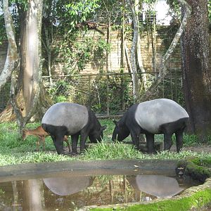 Malayan tapirs and common muntjac