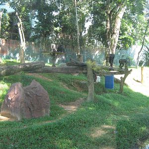 common chimpanzee enclosure
