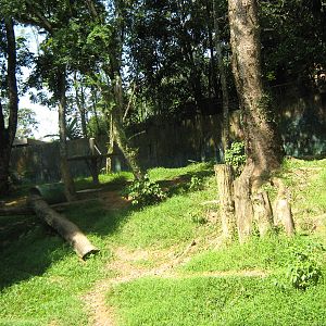 common chimpanzee enclosure