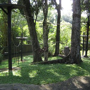 Sumatran orangutan enclosure