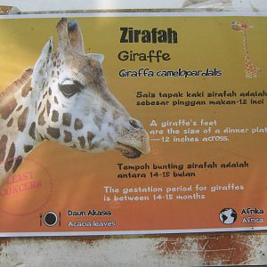 giraffe signage