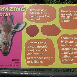 giraffe signage